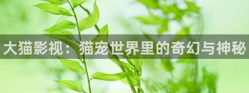 6080伦理新视觉影院：大猫影视：猫宠世界里的奇幻与神秘